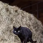 Biohof Greflgut * Vocklamarkt