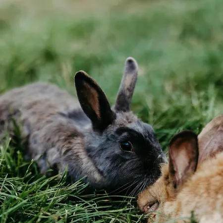 Biohof Greflgut * Vocklamarkt