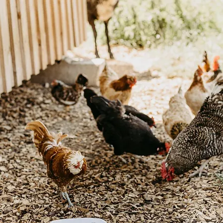 Biohof Greflgut Apartment *