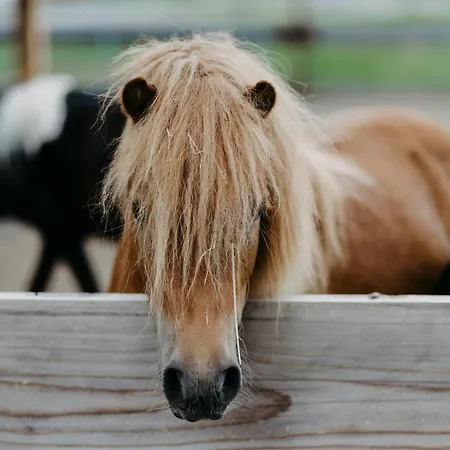 Biohof Greflgut Vocklamarkt