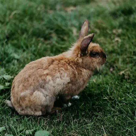 Biohof Greflgut * Vocklamarkt