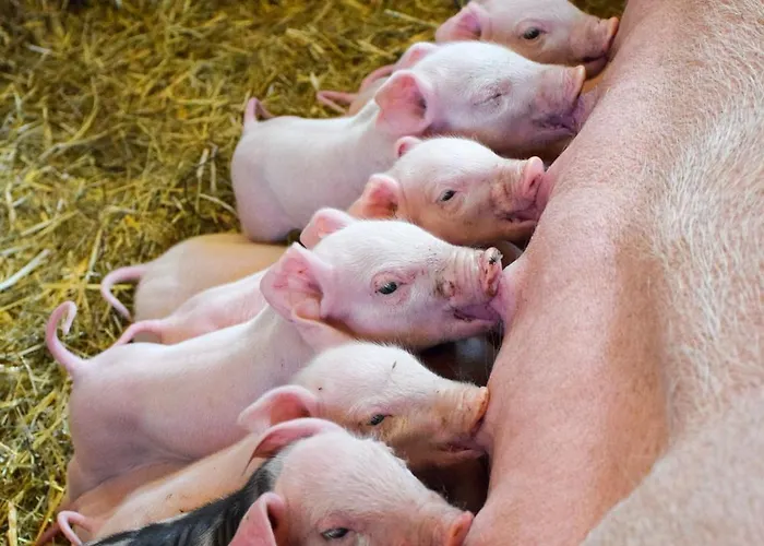 Biohof Greflgut Vocklamarkt