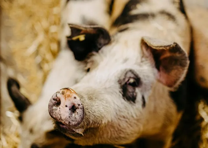 Biohof Greflgut Vocklamarkt
