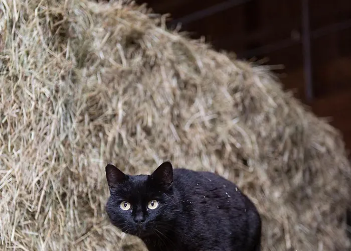 Biohof Greflgut * Vocklamarkt