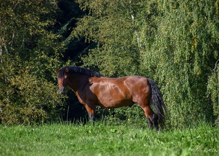 Apartmán Biohof Greflgut