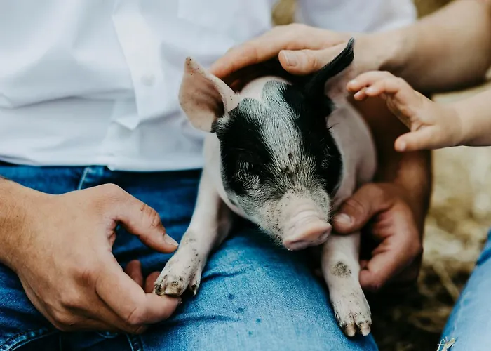 Biohof Greflgut Apartmán Vocklamarkt