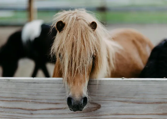 Biohof Greflgut Vocklamarkt