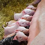 Biohof Greflgut Vocklamarkt
