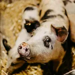 Biohof Greflgut Vocklamarkt