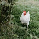 Daire Biohof Greflgut Vocklamarkt