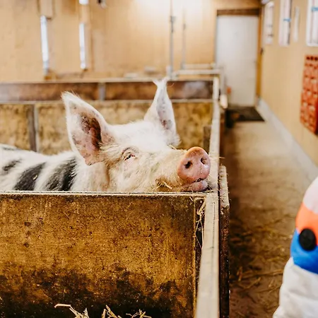 Biohof Greflgut شقة *