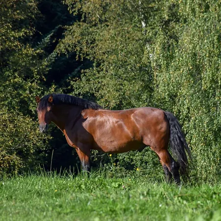 شقة Biohof Greflgut