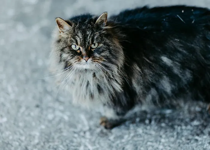 Biohof Greflgut شقة Vocklamarkt