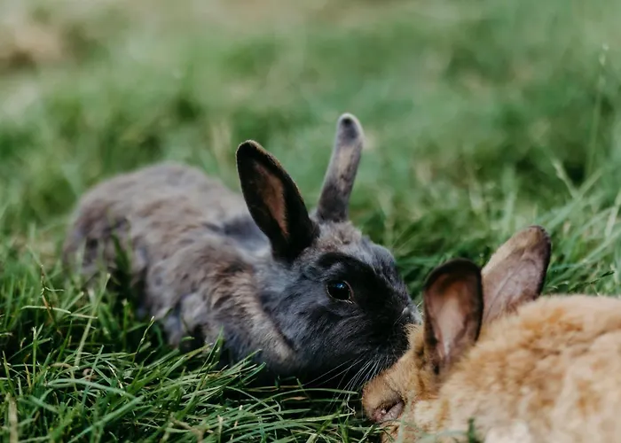 Biohof Greflgut * Vocklamarkt
