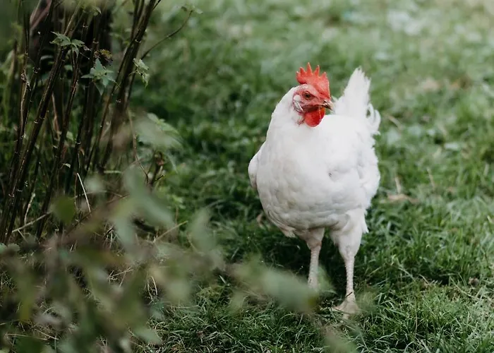 شقة Biohof Greflgut Vocklamarkt